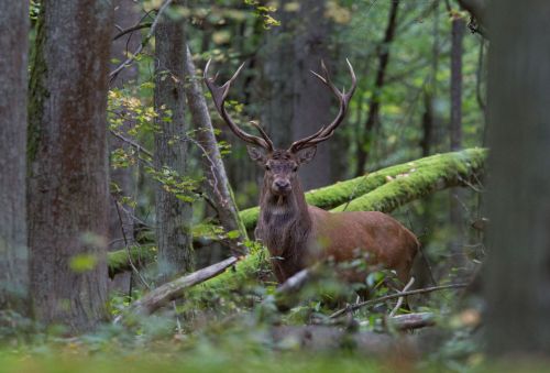 Jeleń w lesie - foto autorstwa Adama Wajraka